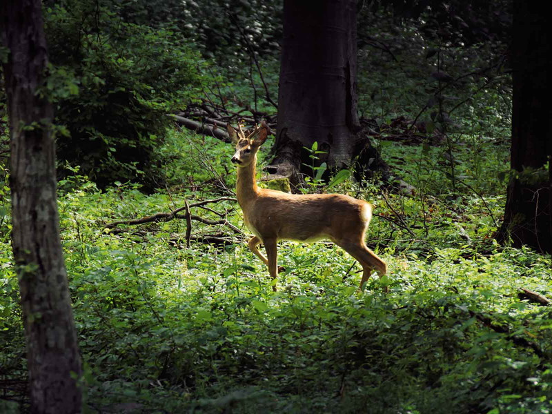 Wild at Heart: Bei Hirsch und Reh halten sich ­Sterneköche am liebsten an lokale Jäger.