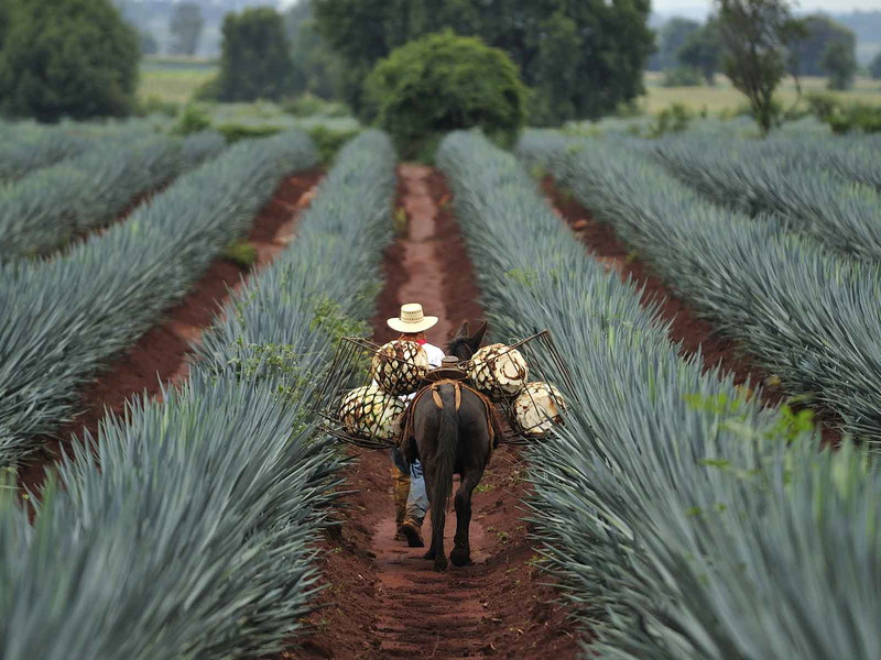 Im Hochland von Jalisco, in Mexiko, wird die blaue Agave zur Produktion von Tequila angebaut.