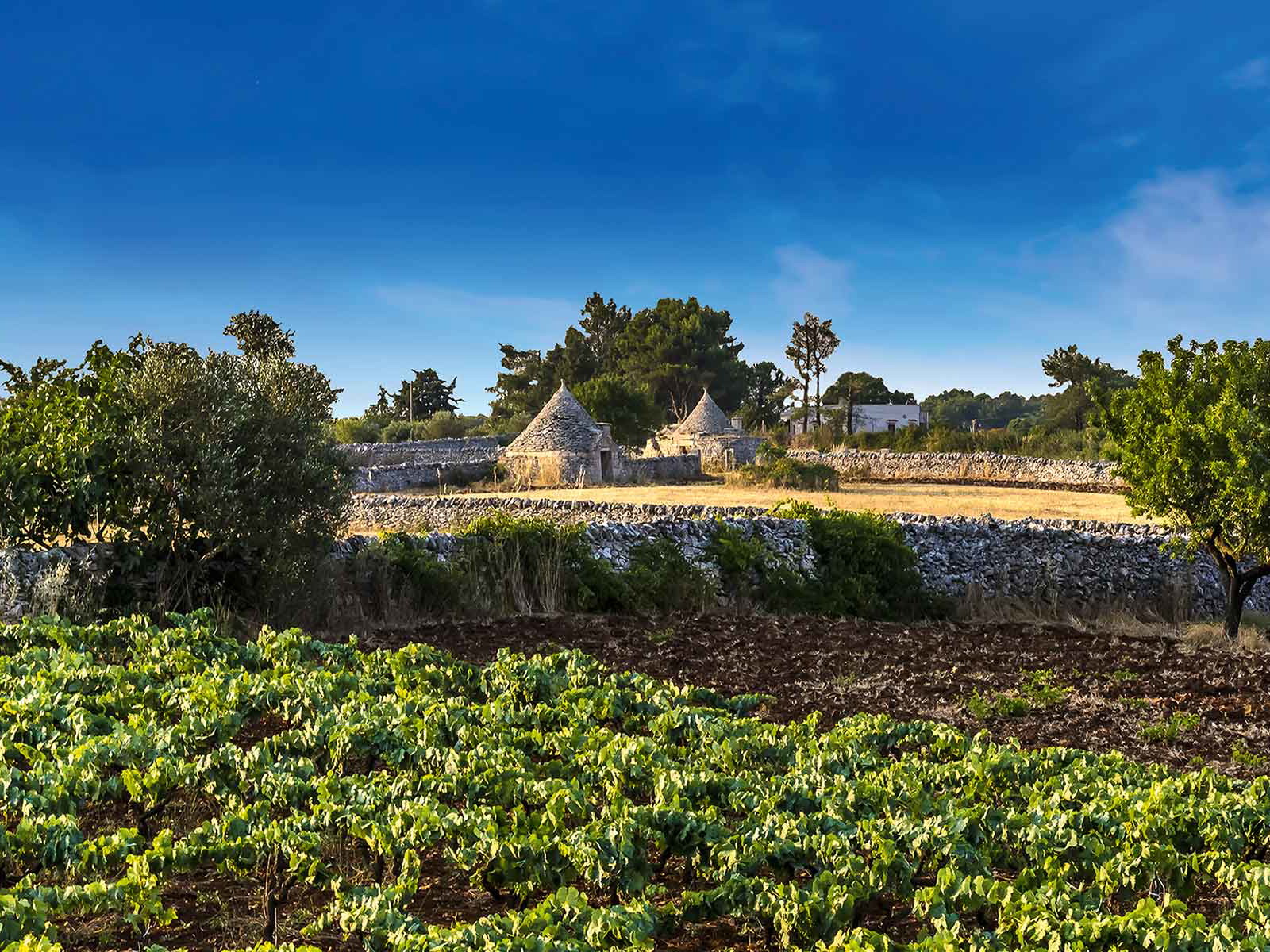 Typisch Apulien: Zwischen den traditionellen Trulli-Häusern wachsen Olivenbäume und Reben.
