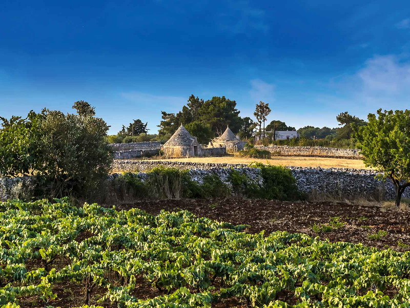 Typisch Apulien: Zwischen den traditionellen Trulli-Häusern wachsen Olivenbäume und Reben.