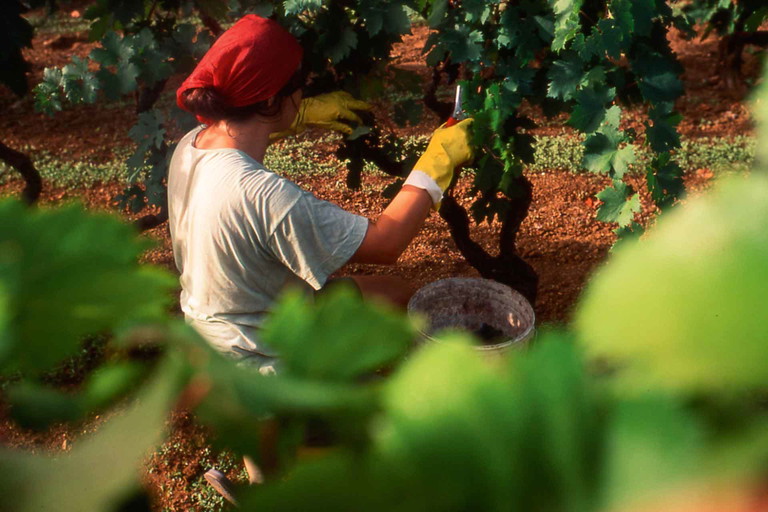 Das Zentrum des Primitivo liegt im Salento. Aushängeschild der Produttori Vini Manduria ist der »Sonetto«: ein Primitivo, dessen Trauben von alten Alberello-Stöcken stammen.