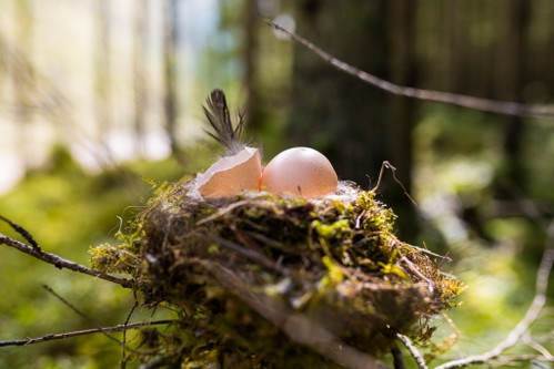 Im »Waldvogel« ist der Name Programm.
