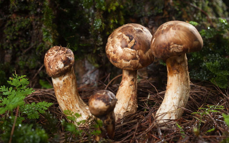 Die Matsutake-Pilze wachsen unter japanischen Rotkiefern und riechen fein nach Zimt.
