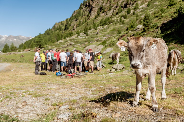 Im hoch gelegenen Windachtal hält Michael Wilhelm Tuxer-Rinder, Zackelschafe und eine Herde Yaks.