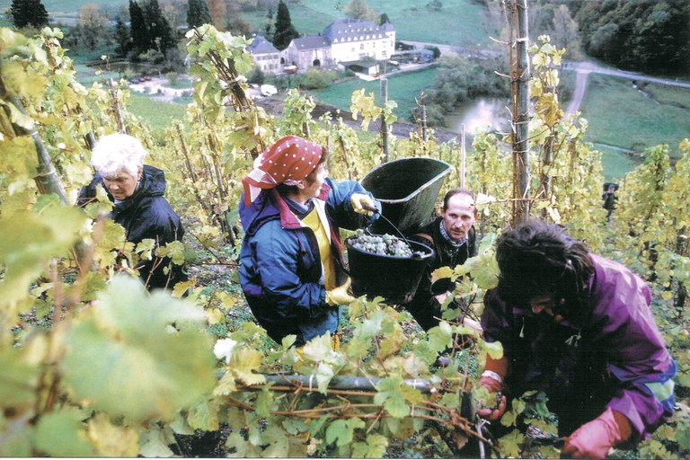 Mühsamer Knochenjob: die Lese bei Egon Müller im steilen Scharzhofberg an der Saar.