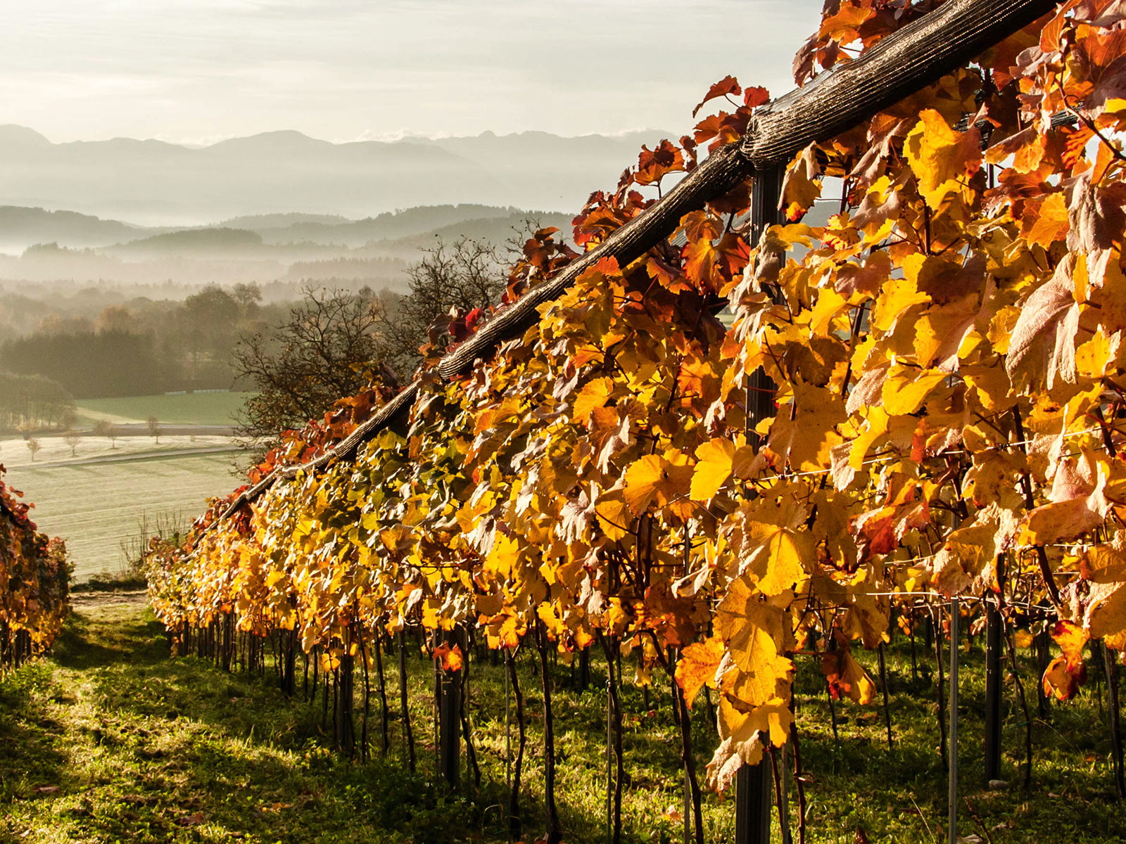 Das Trippelgut verbindet Wein, Kulinarik und Kultur zu Genusserlebnissen und ist zurzeit eines der angesagten Kärntner Weingüter.&nbsp;