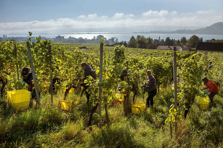 Weinlese 2017 im östlichsten Teil der Rebberge von Grillette mit Blick auf den Bielersee.