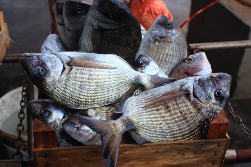 Marché aux Poissons, Vieux Port, Marseille