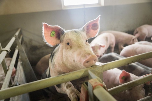 Schweine in artgerechter Haltung. 