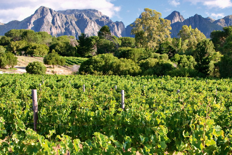 Aus der Western-Cape-Region werden 2017 sehr gute Weine erwartet.&nbsp;