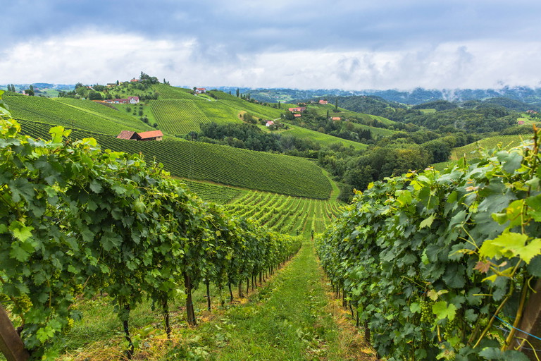 Die Südsteiermark bietet ein breites Sortenspektrum vom Welschriesling bis zum Traminer.