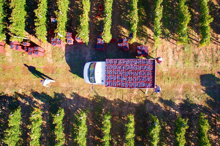 In Kalifornien herrschen meist Idealbedingungen für den Weinbau.