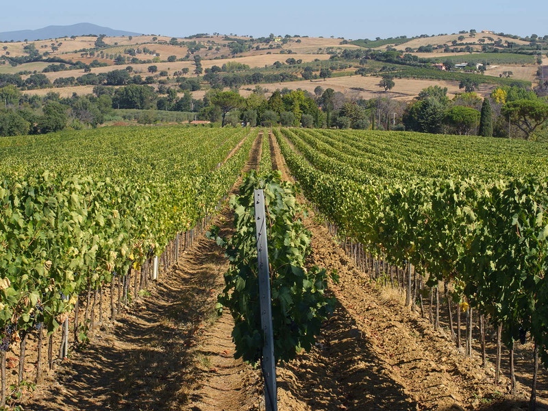 Das Weingut Valle delle Rose liegt bei Grosseto in der Maremma.