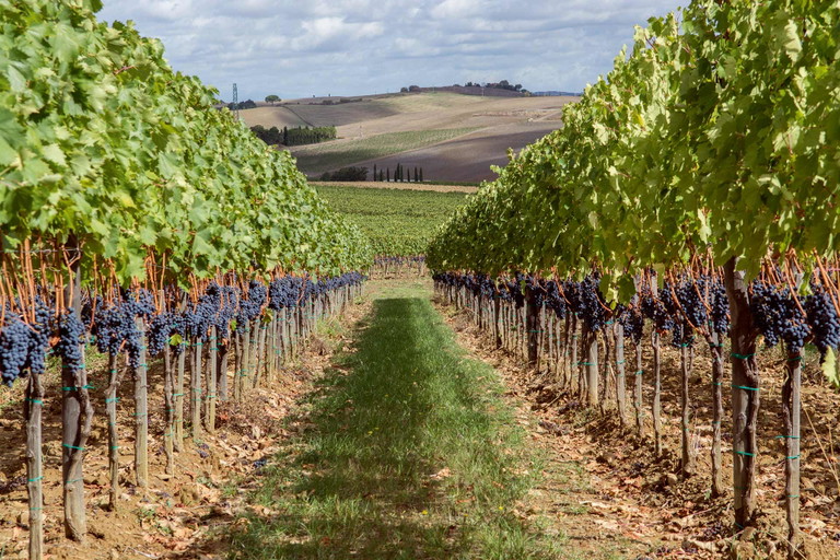 Reife Sangiovese-Trauben, Grundlage für besten Brunello.