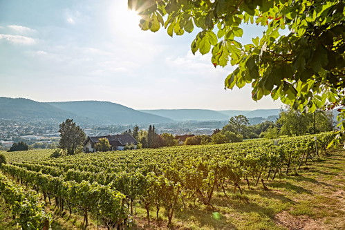 Unscheinbar wirkt der Bürgstadter Berg, doch in seinem Boden schlummert wertvoller roter Sandstein.