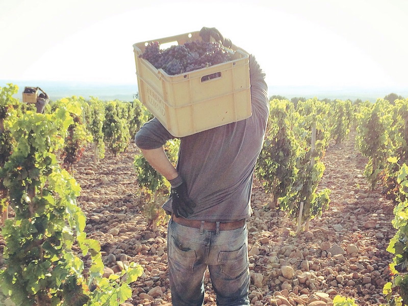 In den Weingärten des Familienweinguts Palacios Remondo in Rioja setzt Palacios verstärkt auf Garnacha statt auf den ortsüblichenTempranillo.