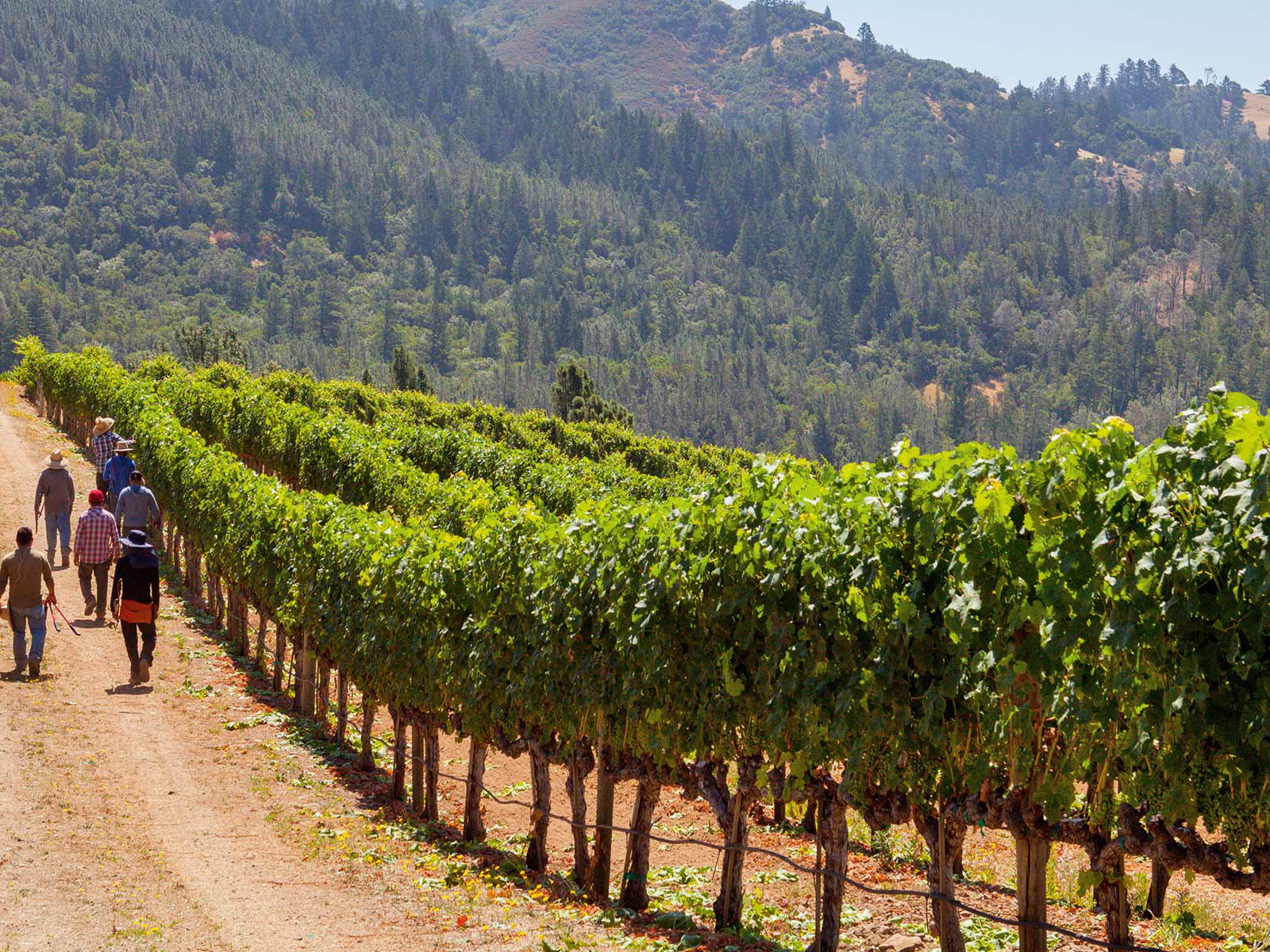 In den Weingärten des Napa Valley&nbsp;wachsen die vielleicht besten Cabernet-Trauben der Welt.