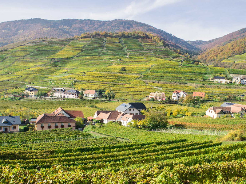 Weinberge in der Wachau.