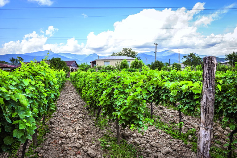 Weinbau in Georgien: Vor Tausenden Jahren entstanden in der Region Kvemo Kartli die ersten Weine der Welt.