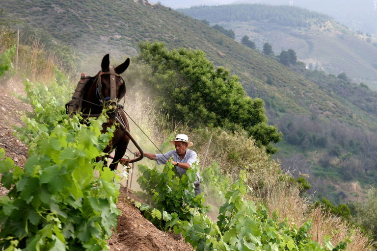 Je steiler die Berge, je älter die Reben, desto besser. Es steckt enorm viel Arbeit hinter den Weinen des Alvaro Palacios.