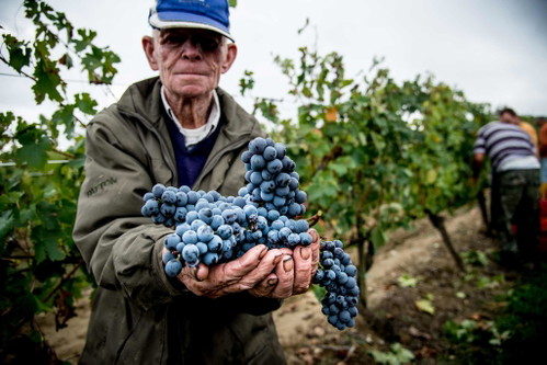 Trauben aus denen der noble Wein mit DOCG Status gewonnen wird