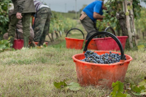 Traubenernte auf dem Vino Nobile di Montepulciano&nbsp;Weingut