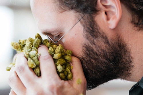 Braumeister Thomas Tyrell prüft Aromahopfen, der die California-Style-Ales markant prägt.&nbsp;