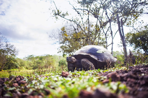 Über 80 Prozent der Galapagos-Inselgruppe steht unter Naturschutz.