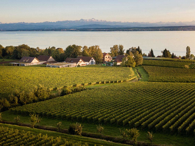 Bodensee mit Alpenpanorama: Der See liegt auf 400 Metern, das Weingut Aufricht 20 Meter höher.