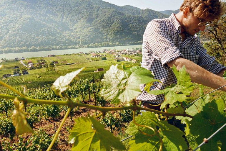 Cupsieger Veltliner 2018 Mathias Hirtzberger.
