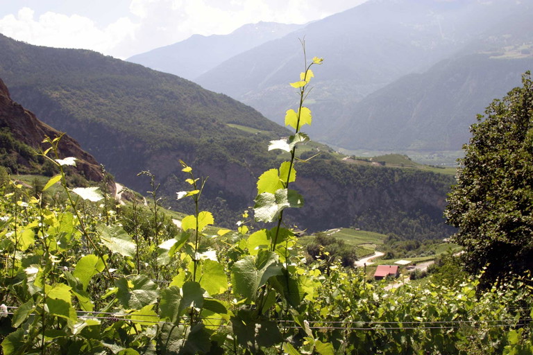 Hoch über dem kleinen Walliser Dorf Arbaz hat Schmidt sein «Labor» eingerichtet.