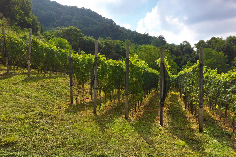 Die Rebberge der Tenuta Luigina liegen im südlichen Mendrisiotto.