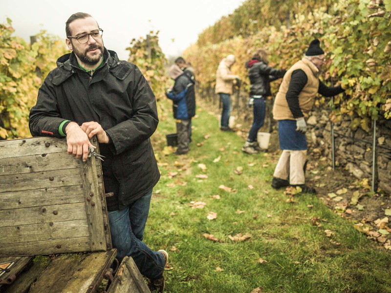 Bernd Pulker bei der Weinlese