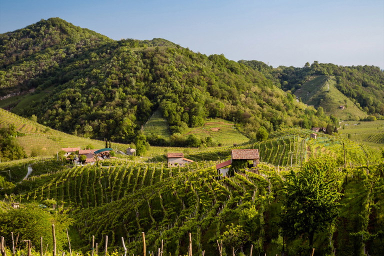 Steile Lagen. Die Trauben für Prosecco Superiore DOCG wachsen in klein parzellierten Hügellagen. 
