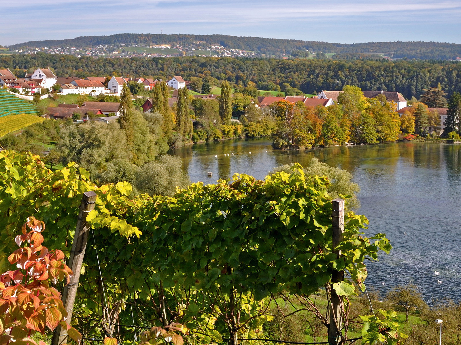 Blick von der Lage Chorb in Rheinau auf die Klosterinsel und die Rheinschleife.