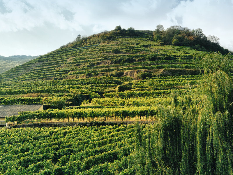 Die Bedingungen der höchsten Lagen am Wagram sind für den Roten Veltliner wie gemacht. 