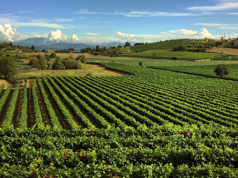 Weites Land. Von Vicenza in Venetien bis nach Triest im Friaul zieht sich das Anbaugebiet für Prosecco DOC. 