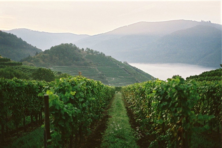 Franz Hirtzbergers Ried Singerriedel bietet große Wachauer Riesling-Klasse.
