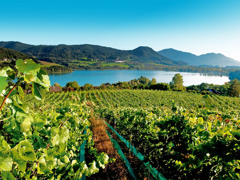 In Kärnten fühlen sich auch die Reben wie im Urlaub – wie hier in St. Georgen am Längsee.