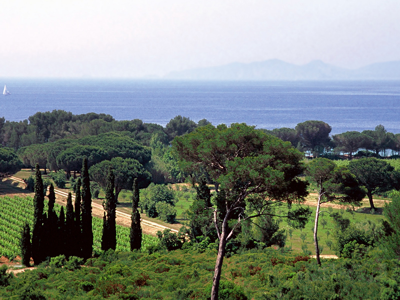 Blaues Wasser und grüne Reben: Die Provence verfügt über Weinberge in Sichtweite des Meers.