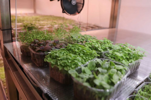 Die Microgreens sind in der Wiener Spitzengastronomie heiß begehrt, am Bild ist u.a. der rote Shiso.