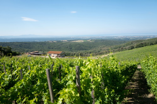 Das Weingut Duemani gewinnt die Rosati Trophy.