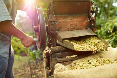 Die hohe Luftfeuchtigkeit in Sumatra und die frühe Enthülsung der Bohnen geben dem Kaffee eine reichhaltige, samtene Textur und einen von Holznoten geprägten Geschmack.