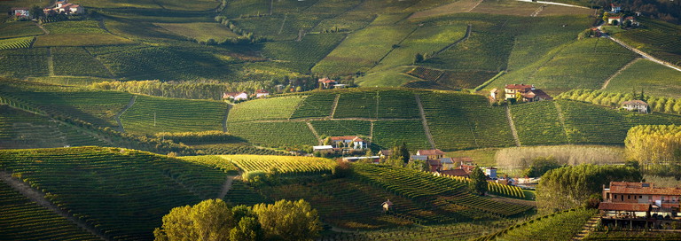 Panoramablick auf die Grand-Cru-Lage Cannubi Boschis, wo der Nebbiolo für den Barolo Aleste wächst.
