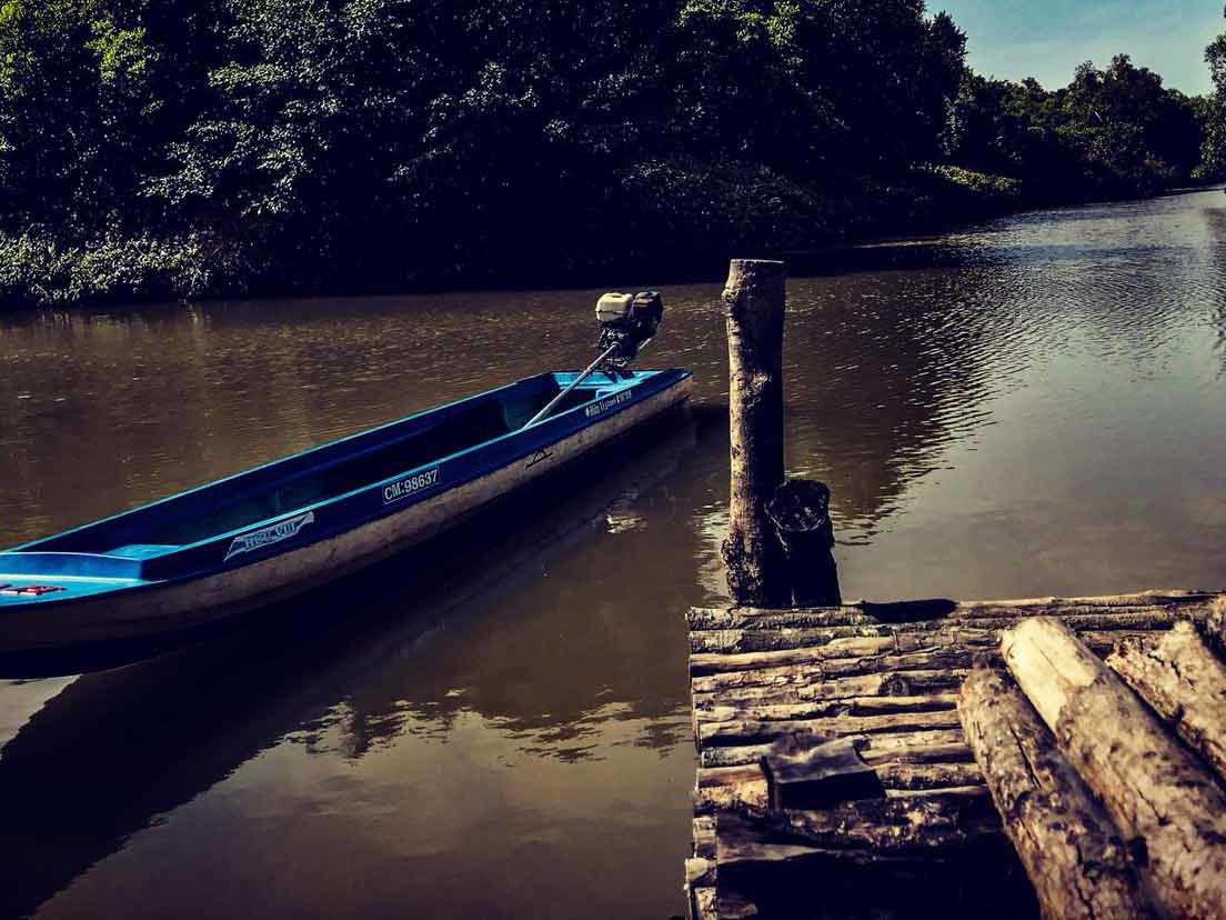 Die Mangroven in Vietnam.