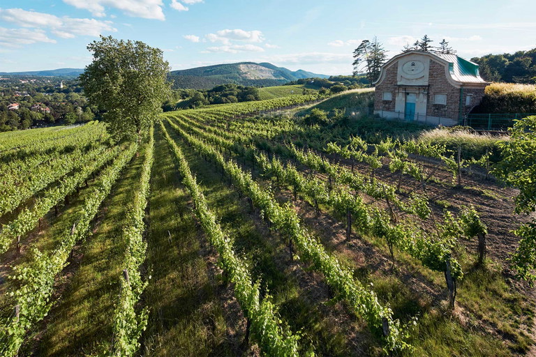Die »ÖTW.Erste Lage« Ried Sätzen am Maurerberg, im Süden der Stadt, weist einen besonders hohen Kalkgehalt auf und ist daher für die Sorte Riesling wunderbar geeignet. 