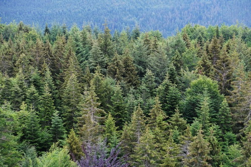 Blick hinein in den Schwarzwald - hoch oben am Baumwipfelweg.