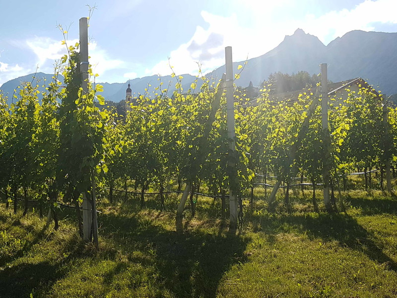 Weinreben in Vorarlberg.