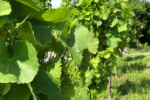 Weinreben prägen das Landschaftsbild.