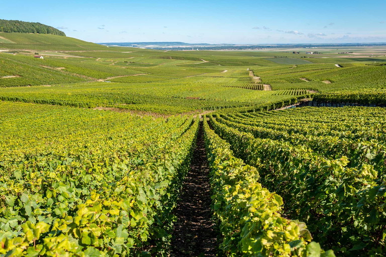 Auch in der Champagne wird rund zwei Wochen früher geerntet.